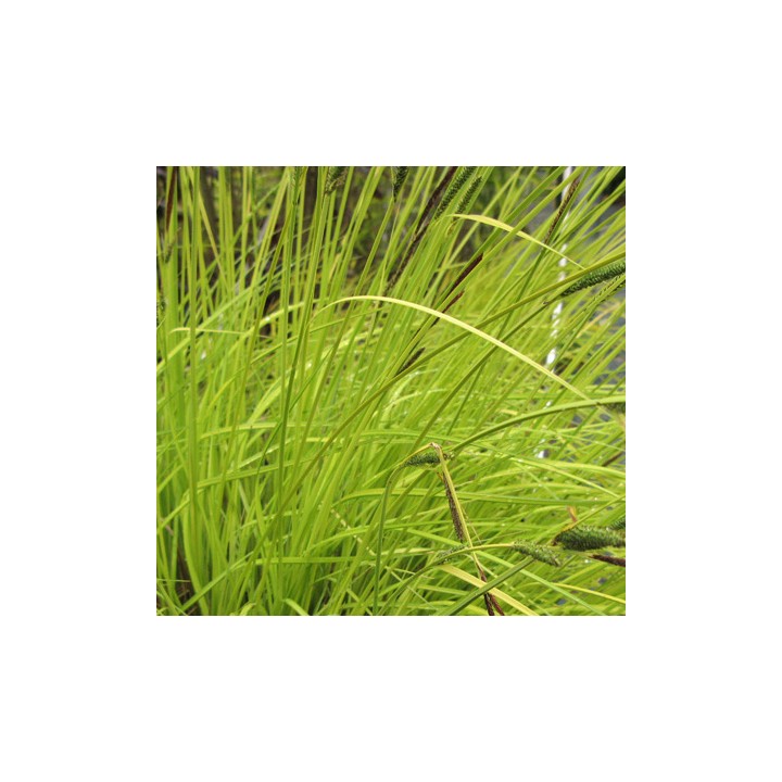 Carex elata  'Aurea'