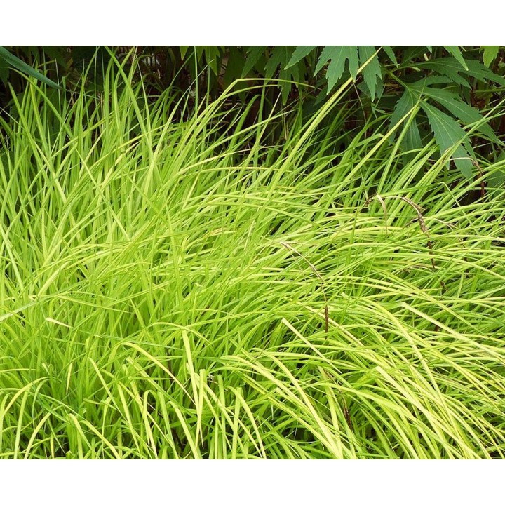 Carex elata  'Aurea'