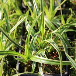 Carex morrowii  'Variegata'