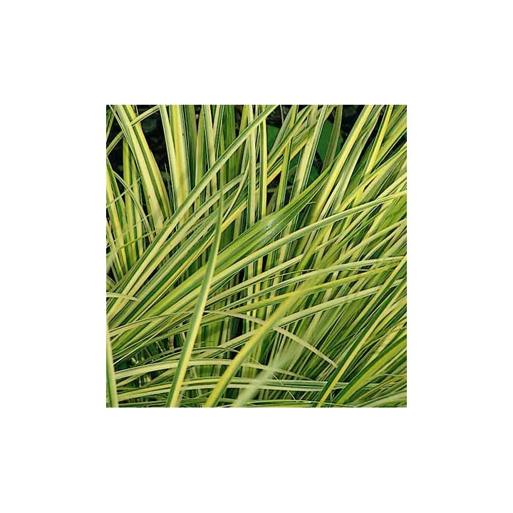Acorus gramineus  'Ogon'