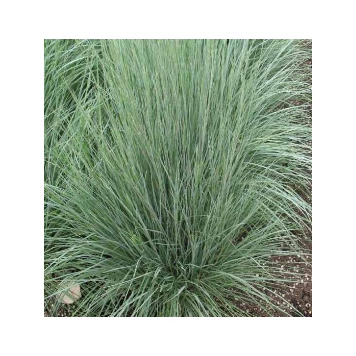 Andropogon scoparius
