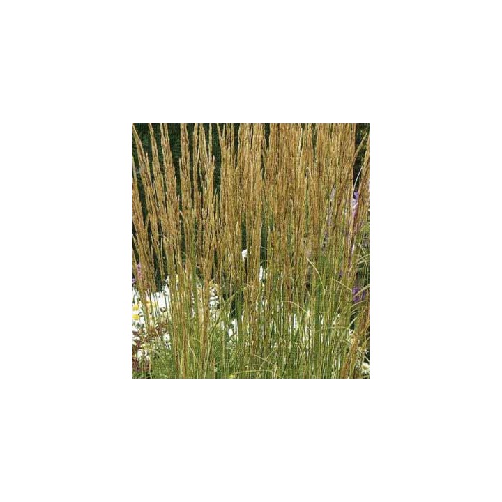 Calamagrostis x acutiflora  'Overdam'