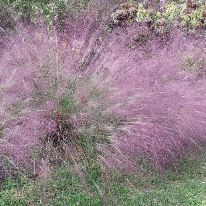 Eragrostis spectabilis