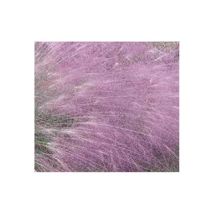 Eragrostis spectabilis