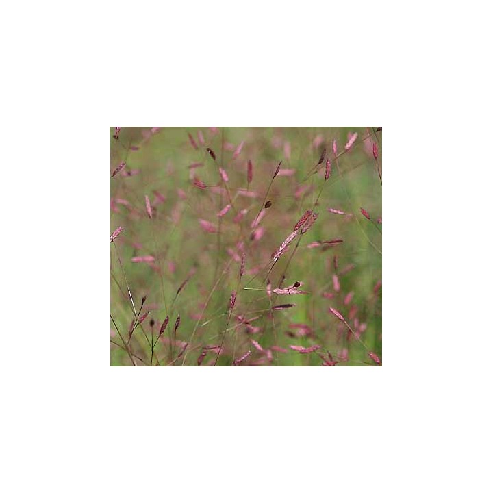 Eragrostis spectabilis