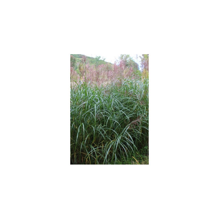 Miscanthus sinensis  'Goliath'