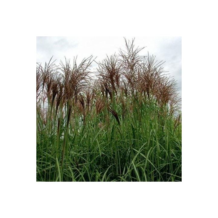 Miscanthus sinensis  'Goliath'