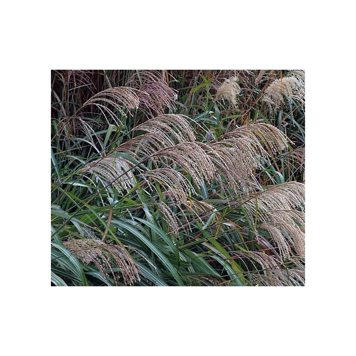 Miscanthus sinensis  'Poseidon'