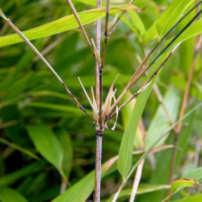 Sinobambusa sichuanensis