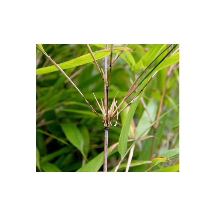 Sinobambusa sichuanensis