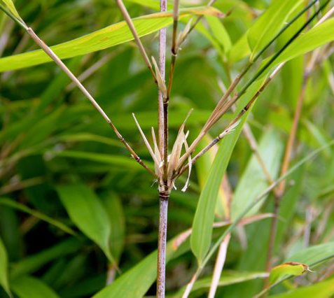 Sinobambusa sichuanensis