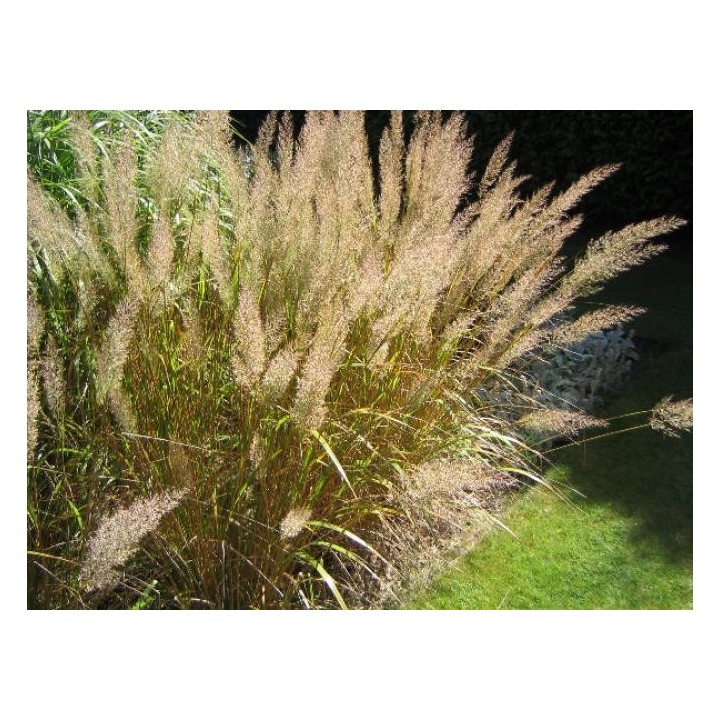 Calamagrostis x acutiflora  'Karl Foerster'