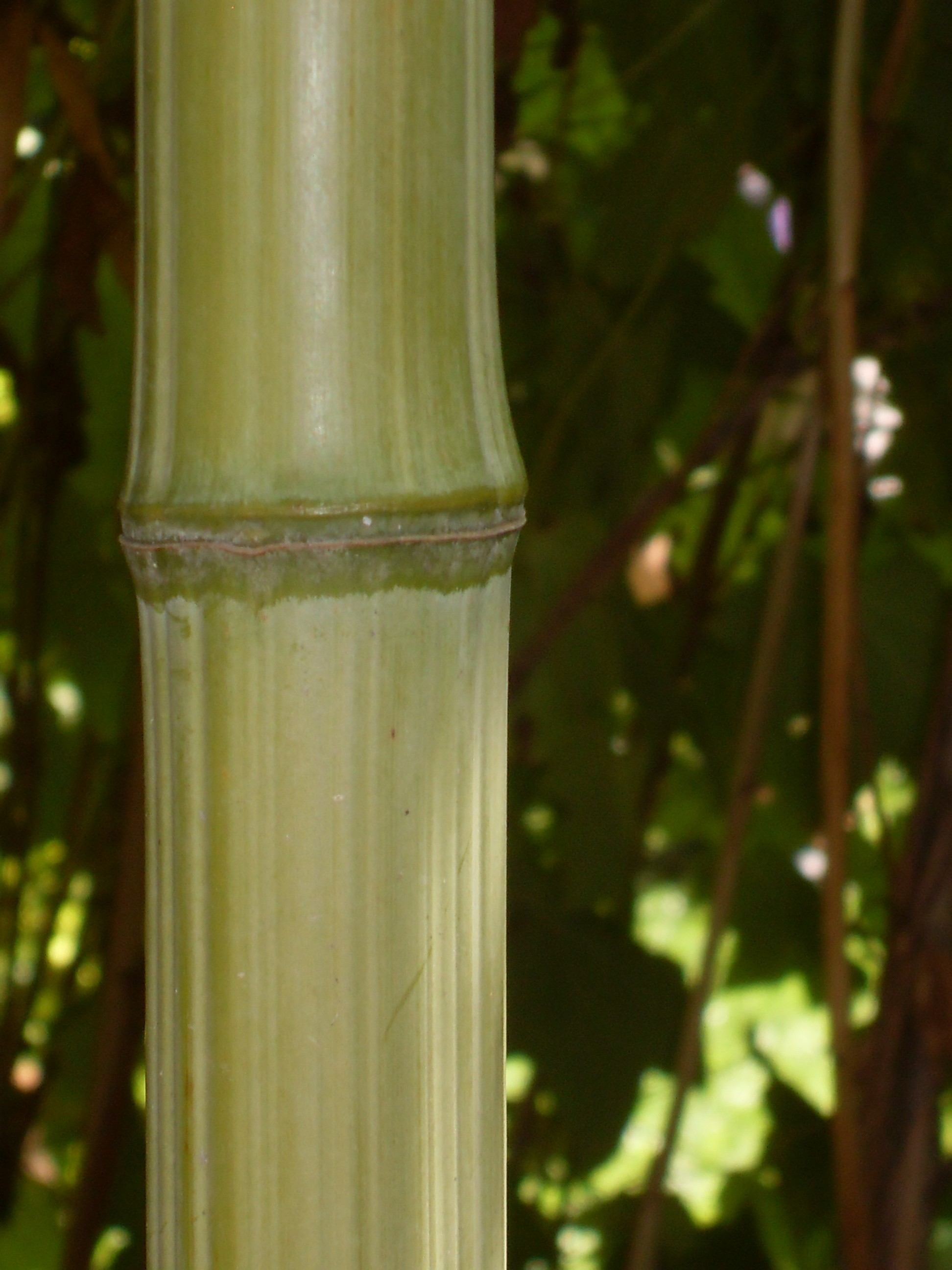 Phyllostachys bambusoïdes 'Marliacea'