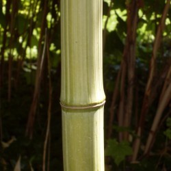 Phyllostachys bambusoïdes 'Marliacea'