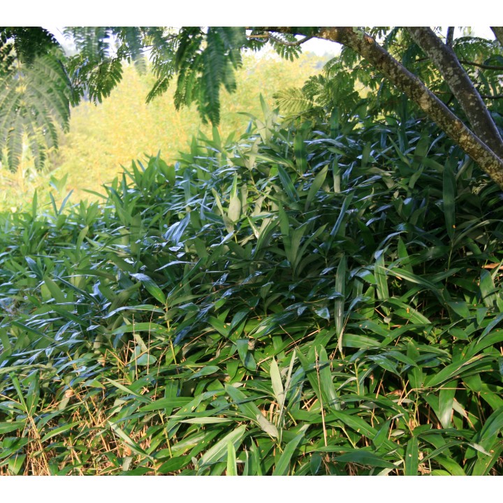 Pleioblastus viridistriatus 'Vagans'