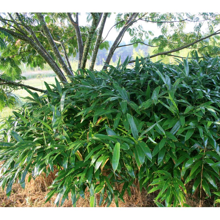 Pleioblastus viridistriatus 'Vagans'