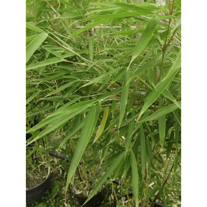 Fargesia robusta  'Pingwu'