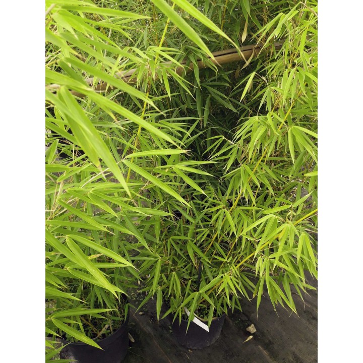Fargesia robusta  'Pingwu'