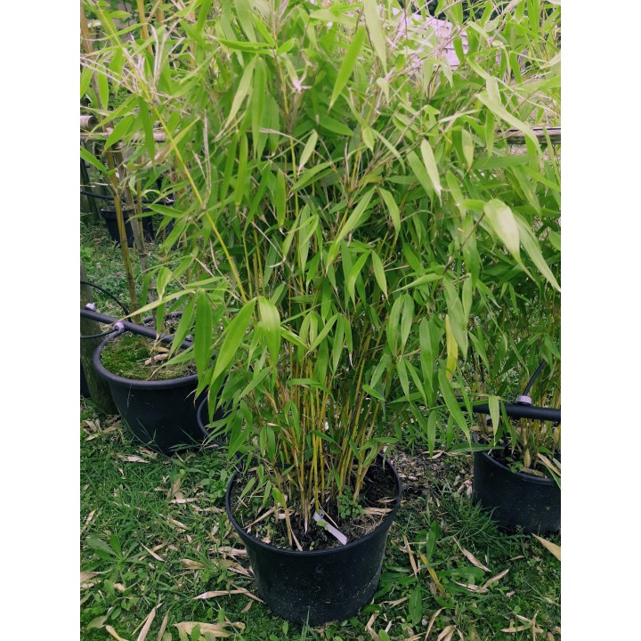 Fargesia robusta  'Pingwu'