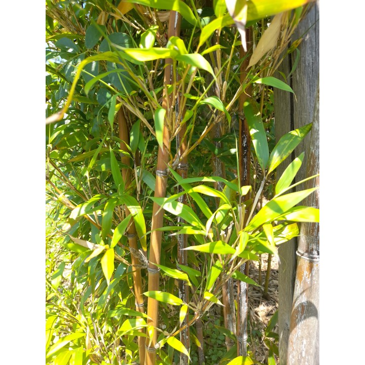 Semiarundinaria fastuosa, bambou