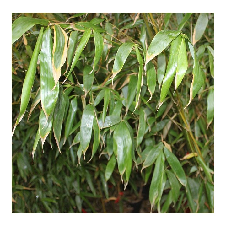 Petit bambou, Arundinaria amara 'Hangzhouensis'