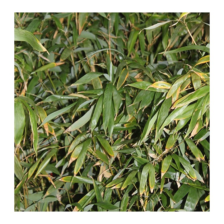 Petit bambou, Arundinaria amara 'Hangzhouensis'