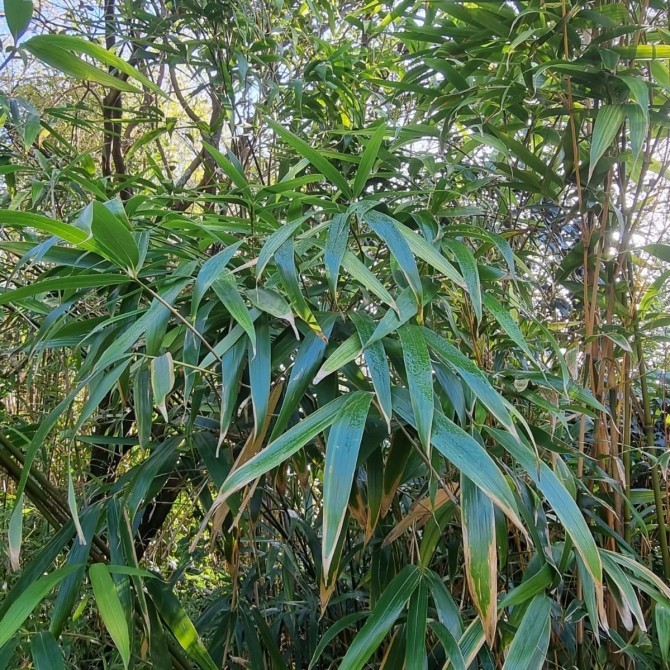 Pseudosasa japonica  'Akebonosuji'