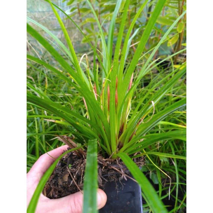 Graminée basse, Carex elata   Aurea - Laîche