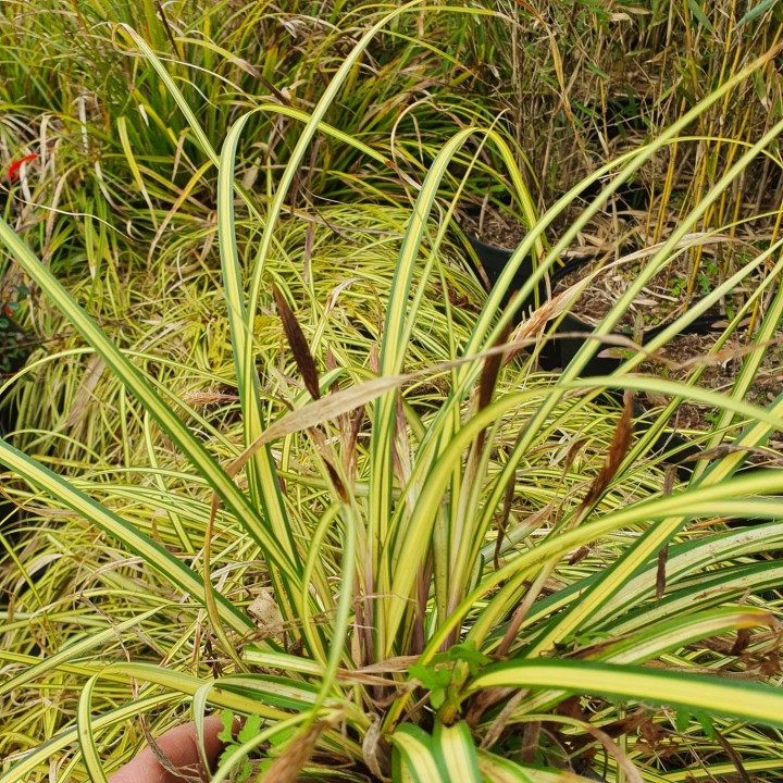 Graminée basse, carex oshimensis 'Evergold' - Laîche panachée