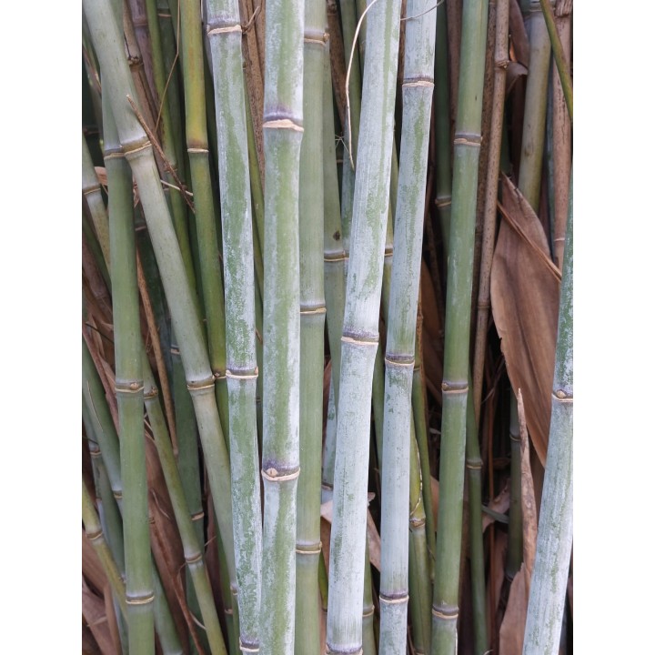 Bambou non-traçant, Thamnocalamus spatiflorus 'Lang Tang'