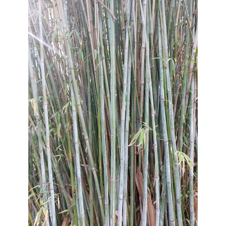 Bambou non-traçant, Thamnocalamus spatiflorus 'Lang Tang'
