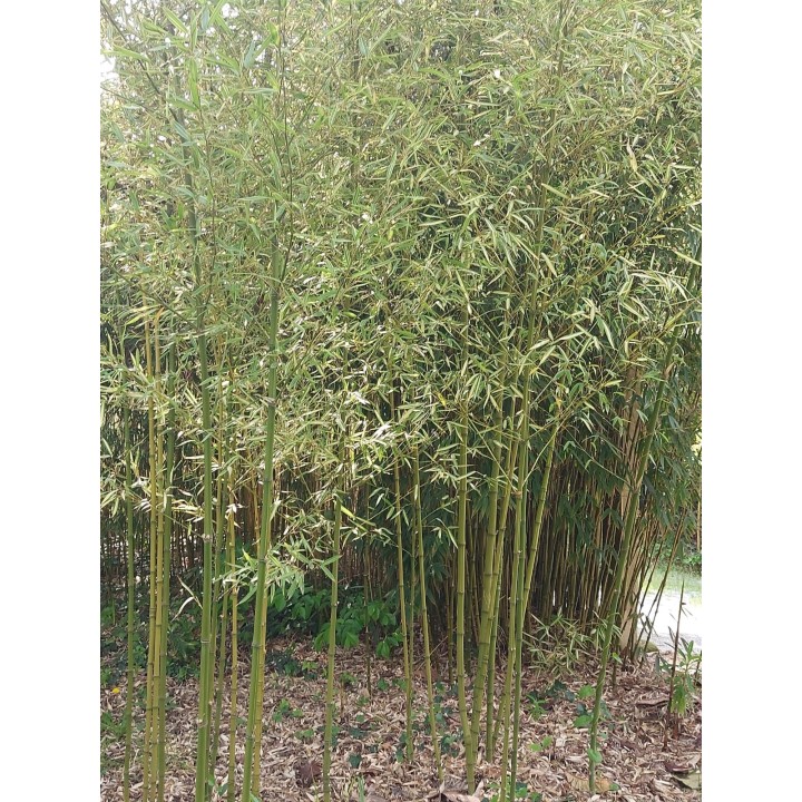 Bambou moyen panaché, Phyllostachys aurea 'Albovariegata'