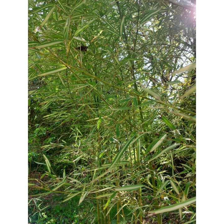 Bambou moyen panaché, Phyllostachys aurea 'Albovariegata'