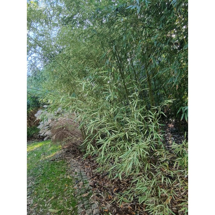 Bambou moyen panaché, Phyllostachys aurea 'Albovariegata'