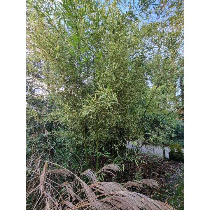 Bambou moyen panaché, Phyllostachys aurea 'Albovariegata'