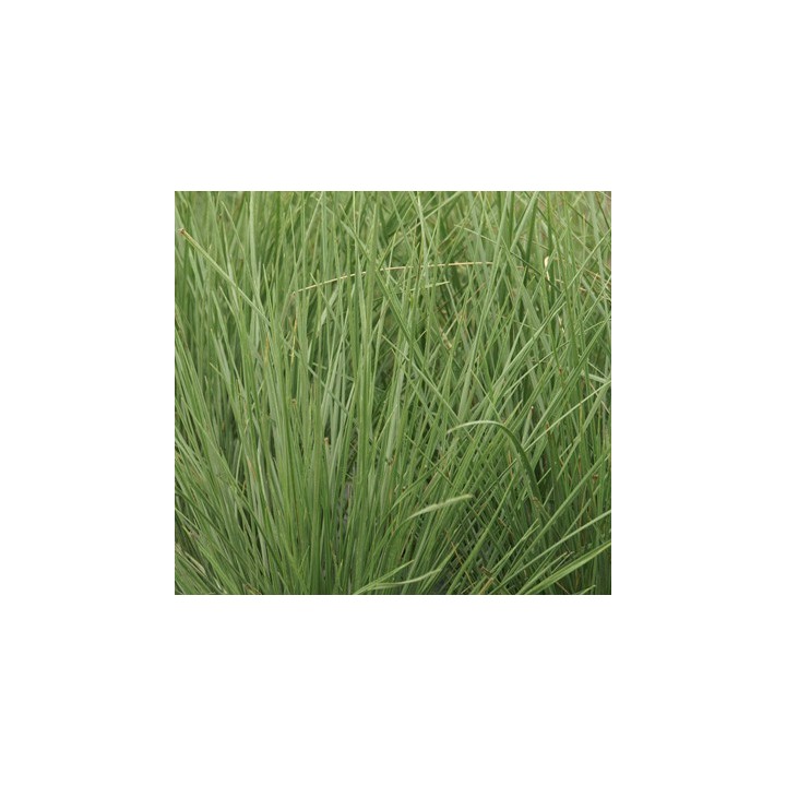 Festuca mairei