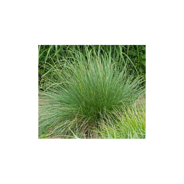 Festuca mairei
