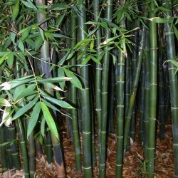 Bambusa odhalmii