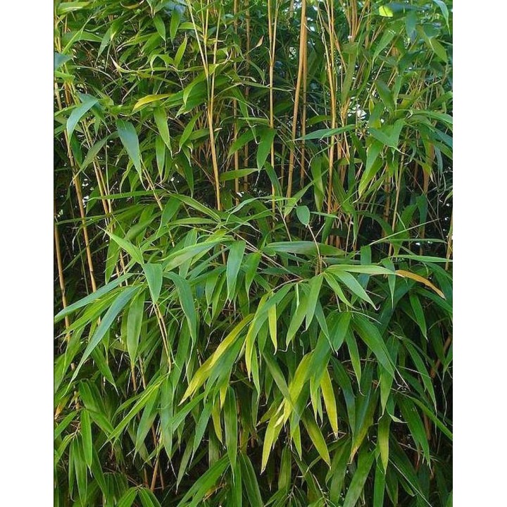 Petit bambou idéal pour haie, Pseudosasa japonica, Métaké
