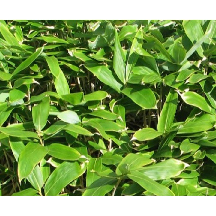 Petit bambou, Sasa palmata