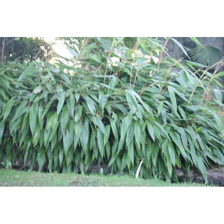 Petit bambou, sasa tessellata, Indocalamus tessellatus