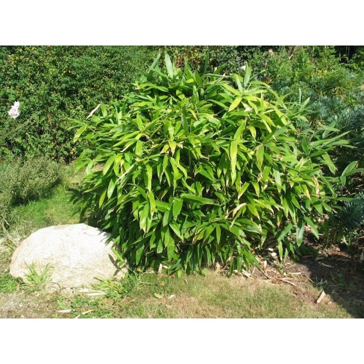 Indocalamus tessellatus, sasa tessellata, petit bambu
