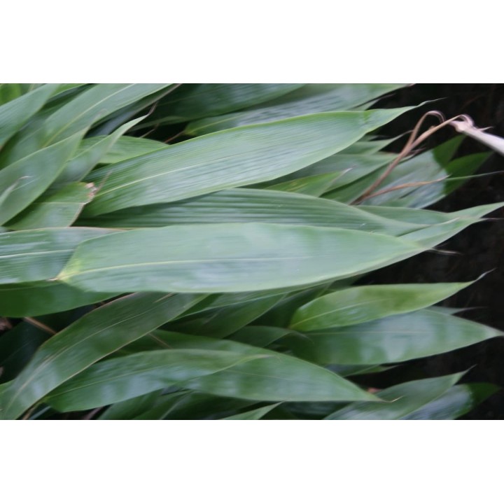 Petit bambou, sasa tessellata, Indocalamus tessellatus
