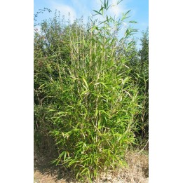 Bambou moyen,Arundinaria chino 'Hisauchii'