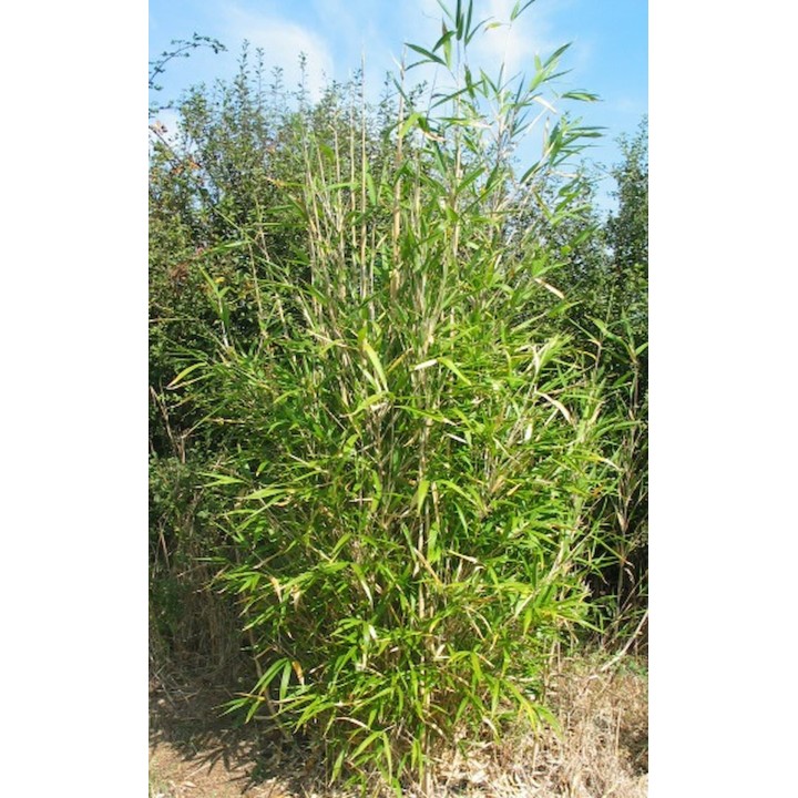 Bambou moyen,Arundinaria chino 'Hisauchii'