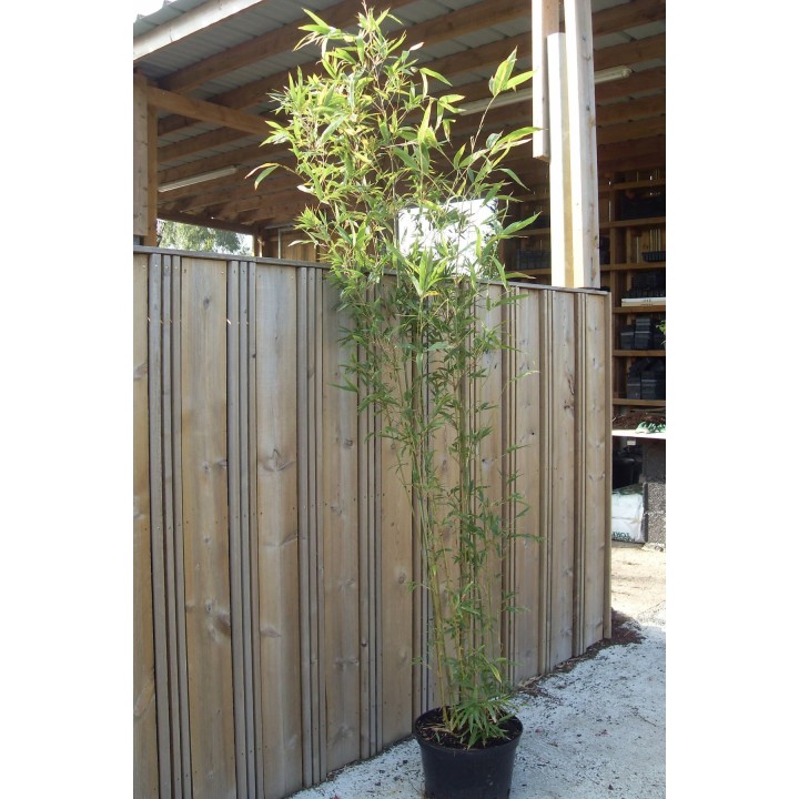 Bambou moyen pour haie, Semiarundinaria kagamiana