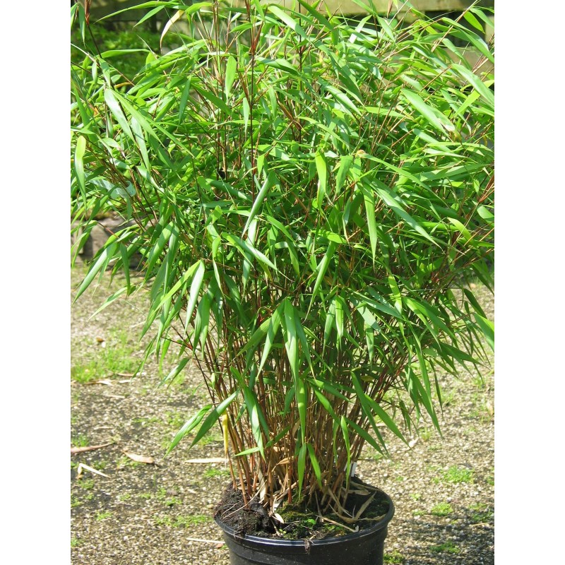 Bambus Fargesia Rufa (Fargesia Rufa, Bambus Fargesia, Bambus Fargesia Rufa, atraktivní vzhled) Bambus Fargesia Rufa