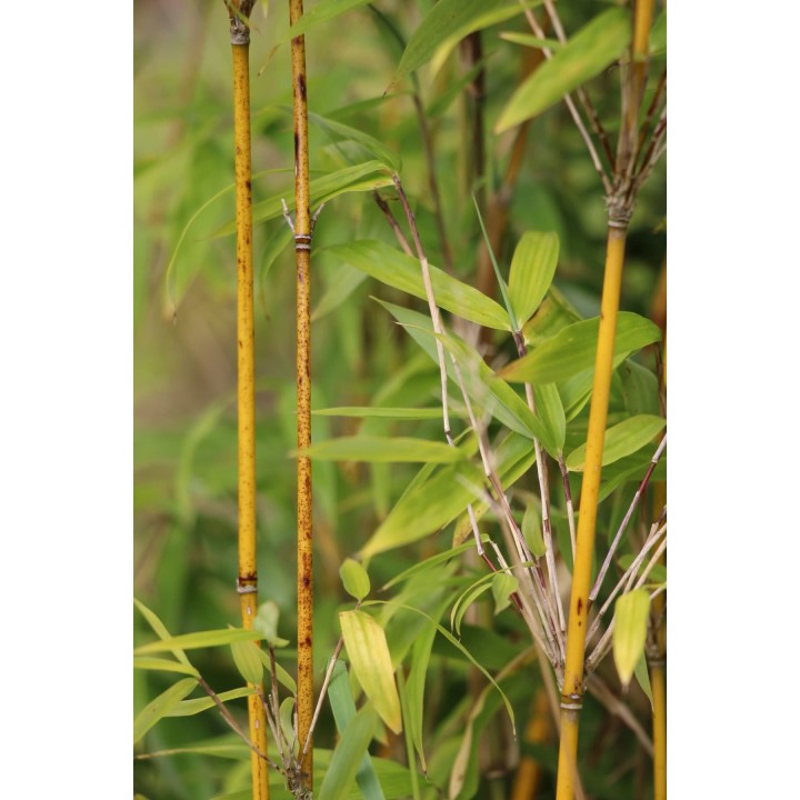 Fargesia denudata