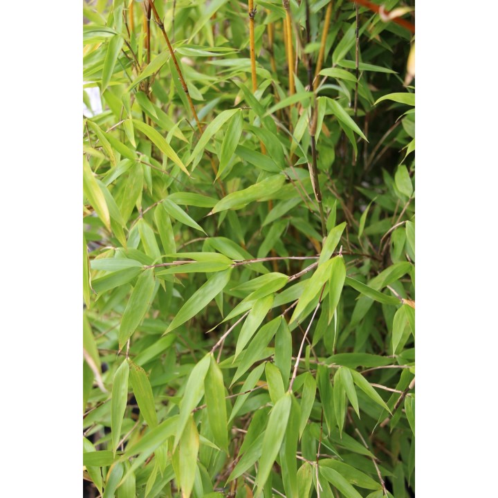 Fargesia denudata