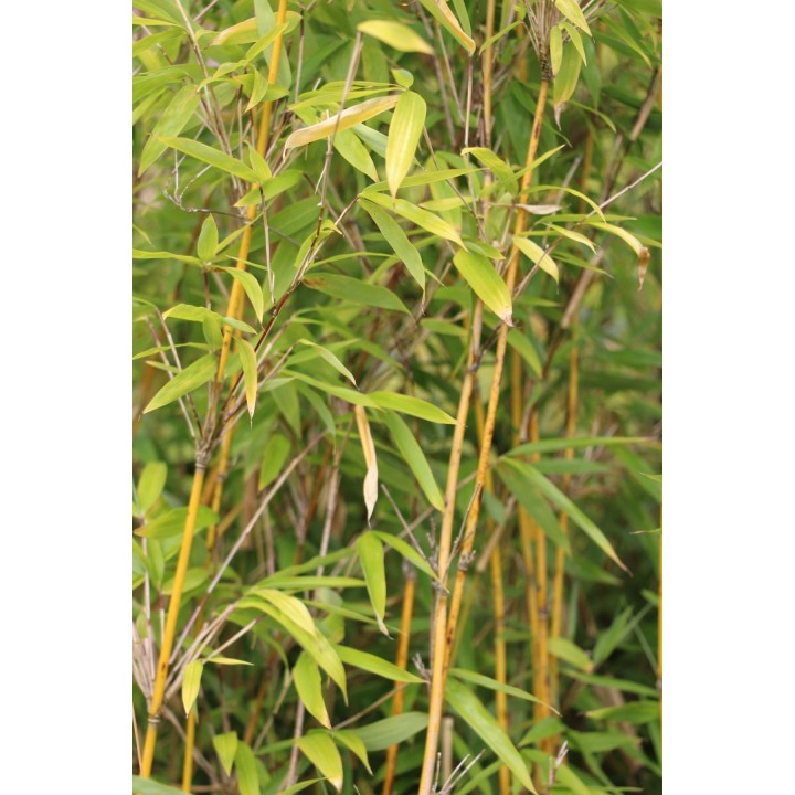 Fargesia denudata